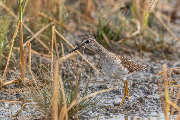 Wood Sandpiper