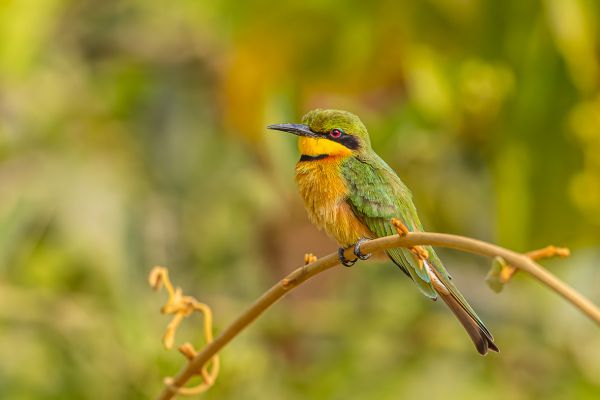 Little Bee-eater