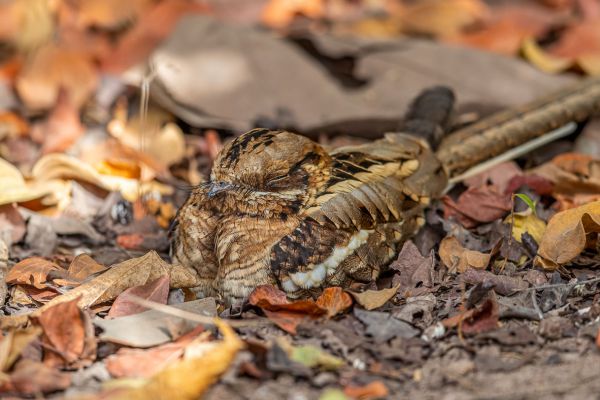 Long-tailed Nightjar
