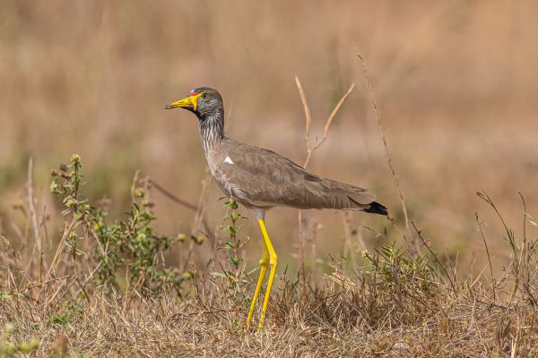  Wattled Lapwing