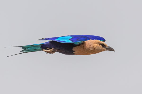 Blue-bellied Roller