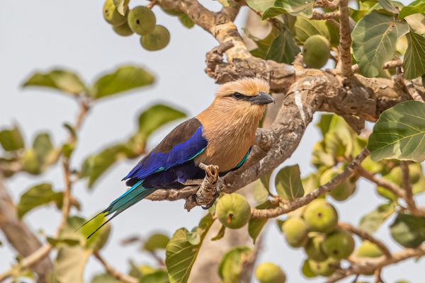 Blue-bellied Roller