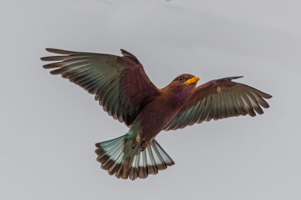 Broad-billed Roller