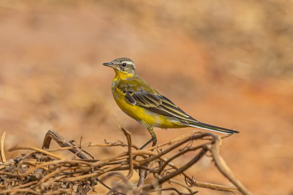 Western Yellow Wagtail
