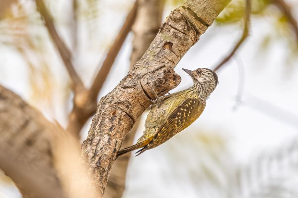 Little Green Woodpecker (female)