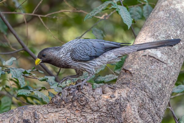 Western Grey Plantain-eater