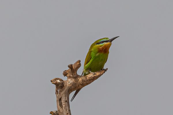 Blue-cheeked Bee-eater