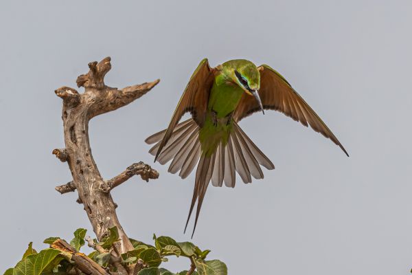 Blue-cheeked Bee-eater