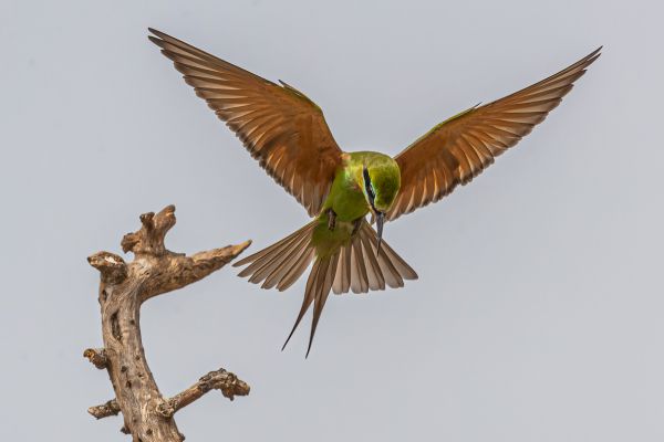 Blue-cheeked Bee-eater