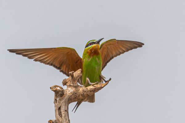 Blue-cheeked Bee-eater