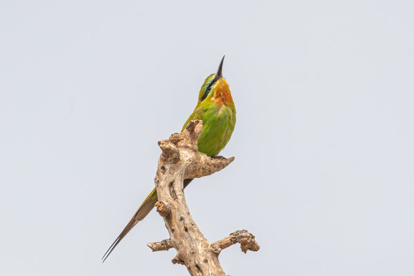 Blue-cheeked Bee-eater