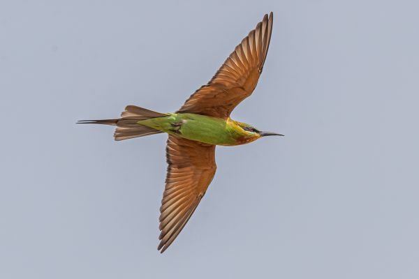 Blue-cheeked Bee-eater