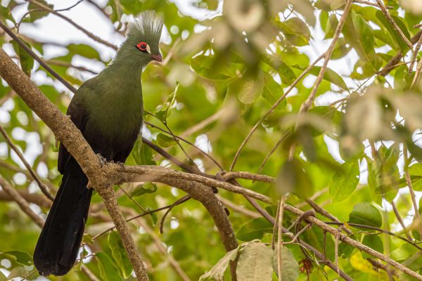 Guinea Turaco