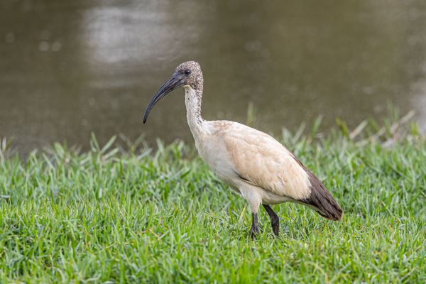 Sacred Ibis