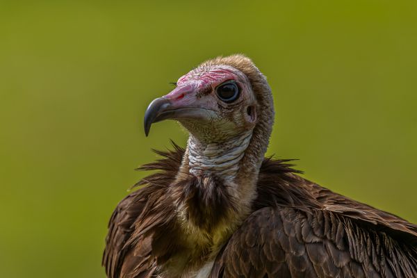 Hooded Vulture