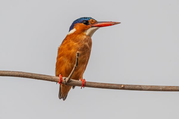 Malachite Kingfisher