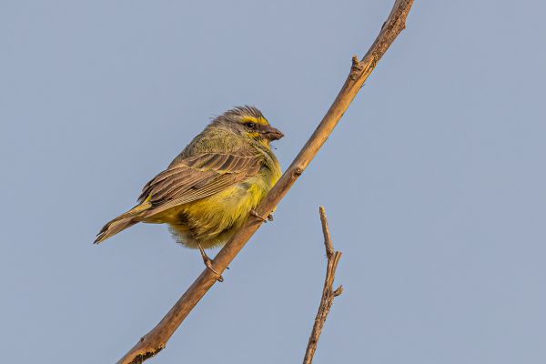 Yellow-fronted Canary