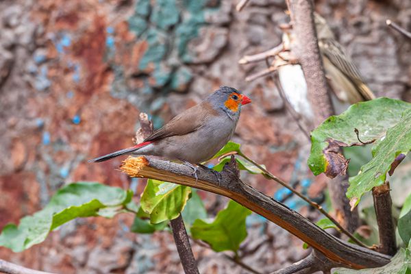 Orange-cheeked Waxbill