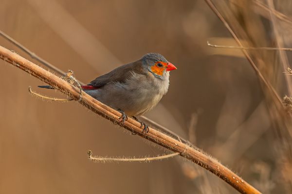 Orange-cheeked Waxbill