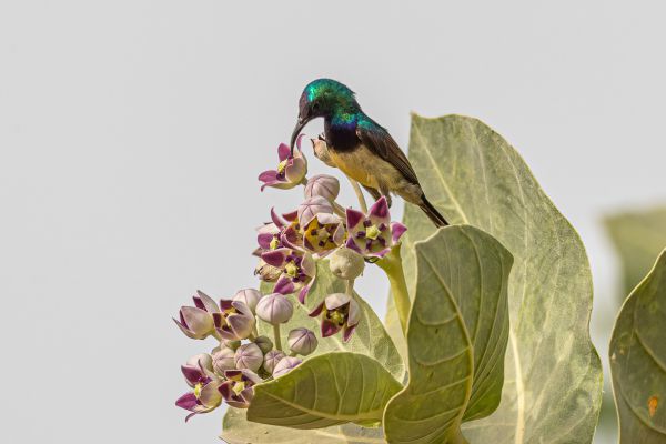   Variable Sunbird