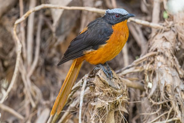  White-crowned Robin-Chat