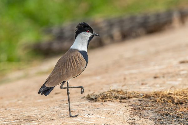 Spur-winged Lapwing