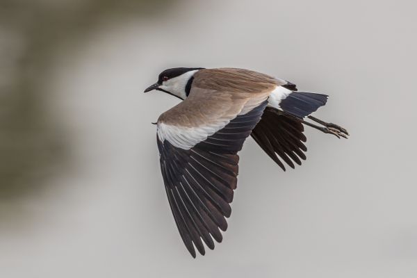 Spur-winged Lapwing