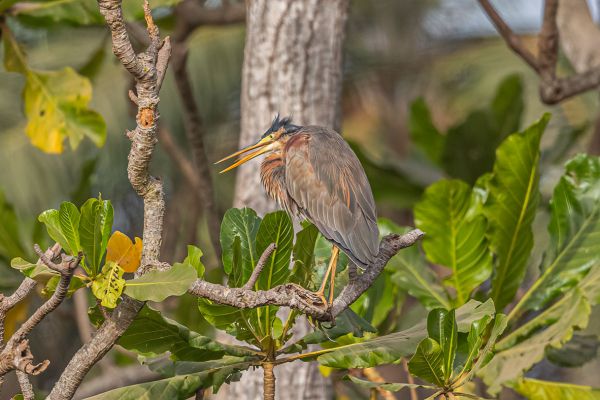 Purple Heron