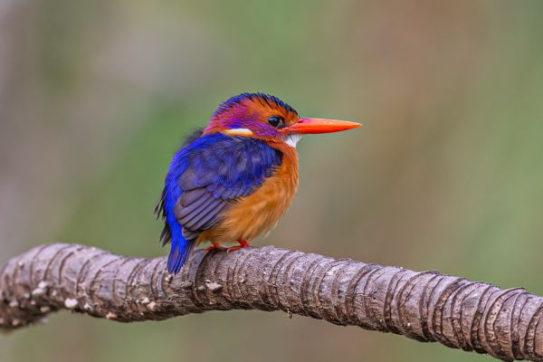 African Pygmy-Kingfisher