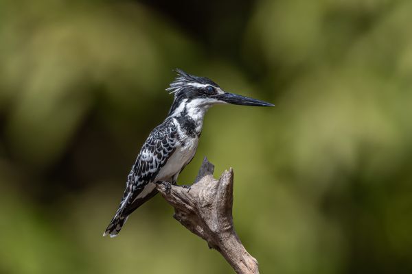 Pied Kingfisher