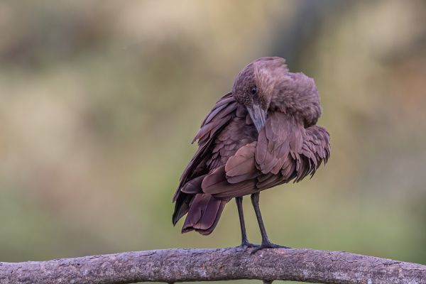 Hamerkop
