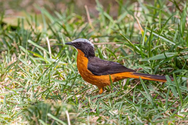 White-crowned Robin-Chat