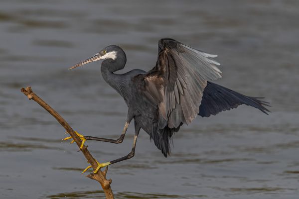  Western Reef-Egret