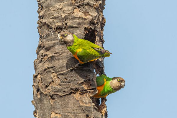 Senegal Parrot