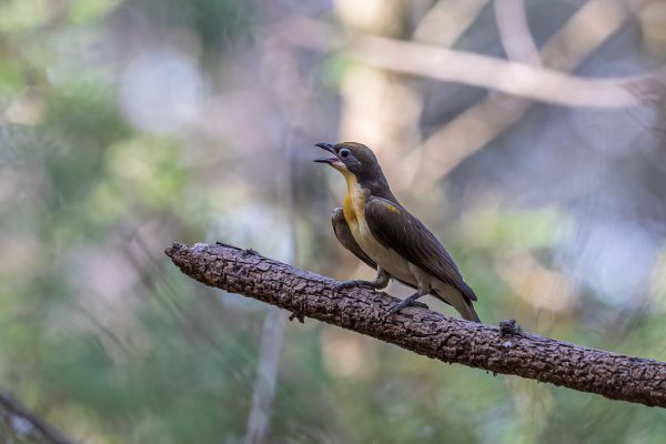  Greater Honeyguide