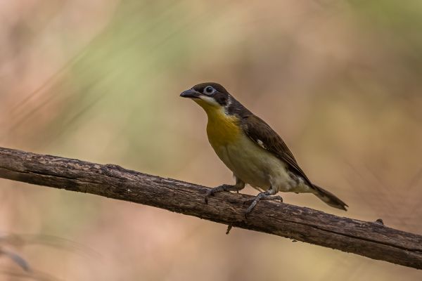  Greater Honeyguide