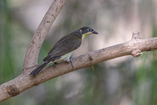  Greater Honeyguide