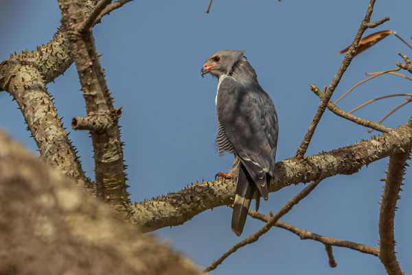 Lizard Buzzard