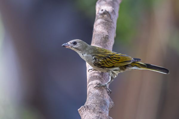 Lesser Honeyguide