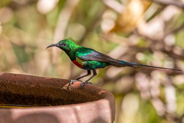 Olive-bellied Sunbird