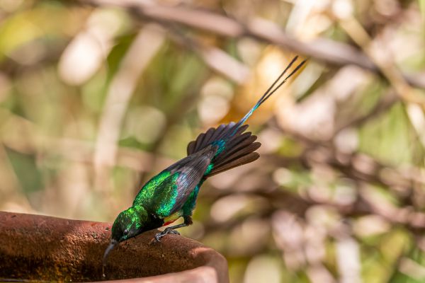 Olive-bellied Sunbird