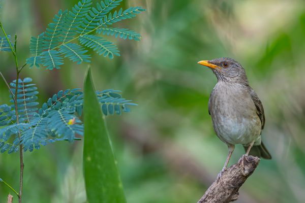 African Thrush
