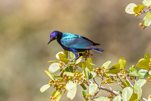 Purple-Glossy starling