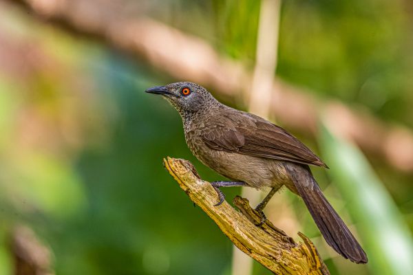 Brown Babbler