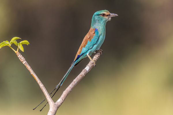 Abyssinian Roller