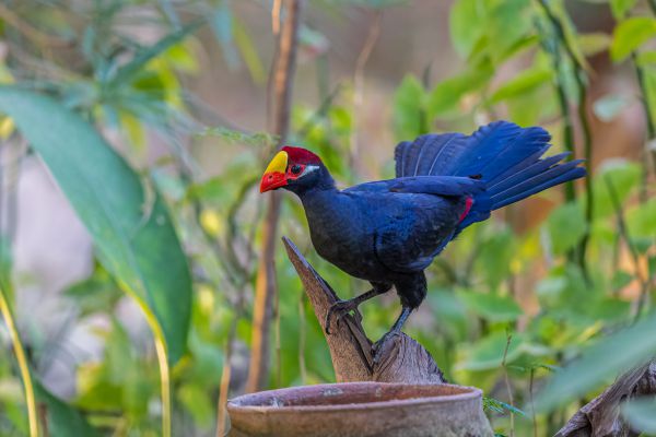Violet Turaco