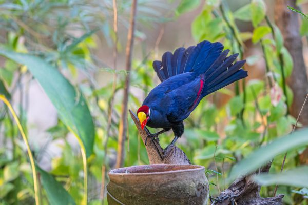 Violet Turaco
