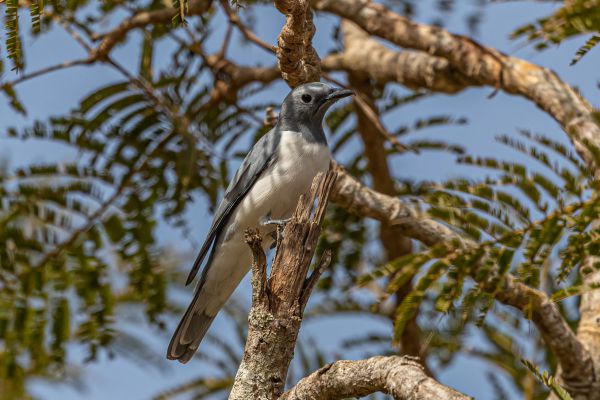 White-breasted Cuckooshrike