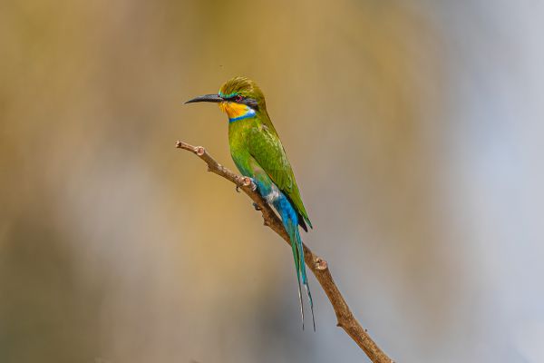 Swallow-tailed Bee-eater