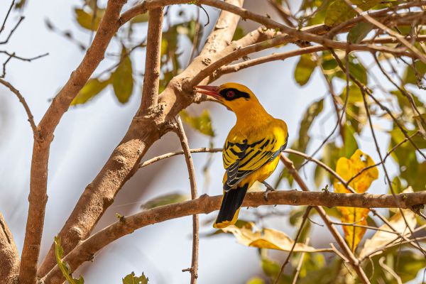 African Golden-Oriole